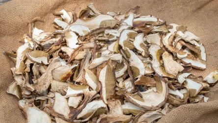 Grzyby można suszyć na nitce, w suszarce, piekarniku, ale także w lodówce