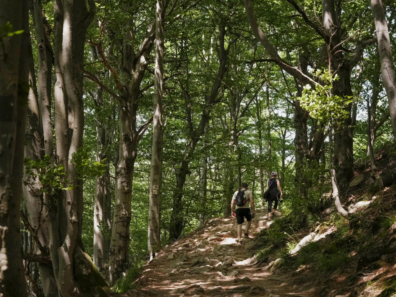 Zgodnie z ustawą o lasach, plan urządzenia lasu (PUL), jest dokumentem stanowiącym podstawę prowadzenia jakichkolwiek prac z zakresu gospodarki leśnej w lasach zarządzanych przez Lasy Państwowe Dwóch turystów idących leśną ścieżką otoczoną wysokimi drzewami i gęstą zielenią, promienie słońca przenikają przez liście, tworząc spokojną atmosferę.