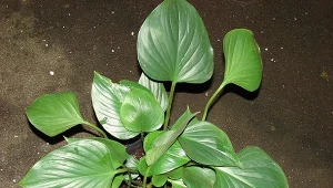 Koniecznie kup tę roślinę, nim przyjdzie zima. Oczyści powietrze lepiej, niż filtry