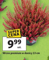Хізер Premium
