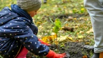 Dziecko w kolorowej kurtce i różowych kaloszach sadzi młode drzewko w ziemi, ubrane w szare rękawiczki ochronne, w tle fragment nogi osoby dorosłej oraz opadłe liście na trawie.