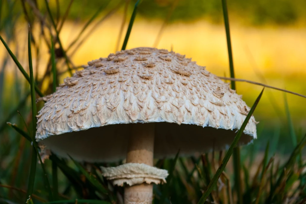 Czubajka kania znów pojawiła się na polanach