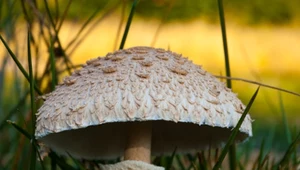 "Zaczął się drugi w tym roku wysyp kań". Gdzie warto udać się na grzyby w weekend? 
