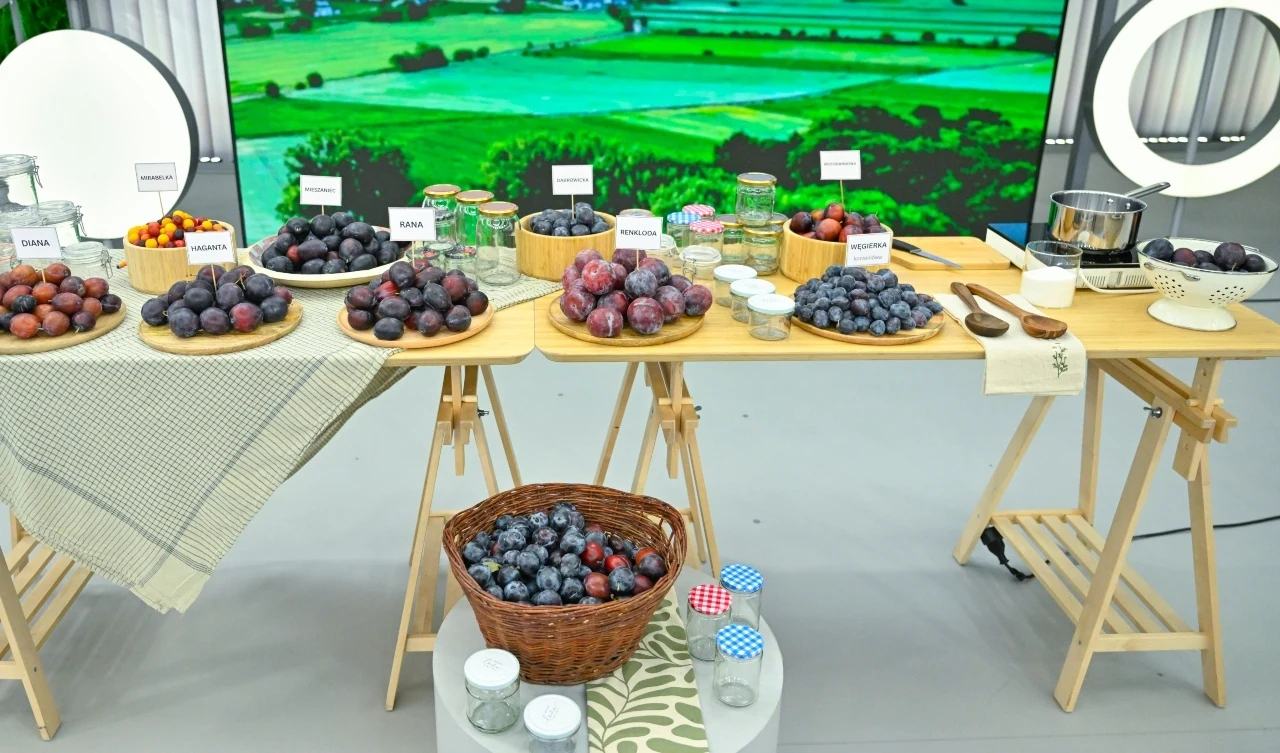 Różne odmiany śliwek w studio "halo tu polsat"