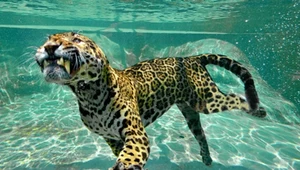 Naukowcy zszokowani po pomiarach. Jaguar z Brazylii pobił wszelkie rekordy