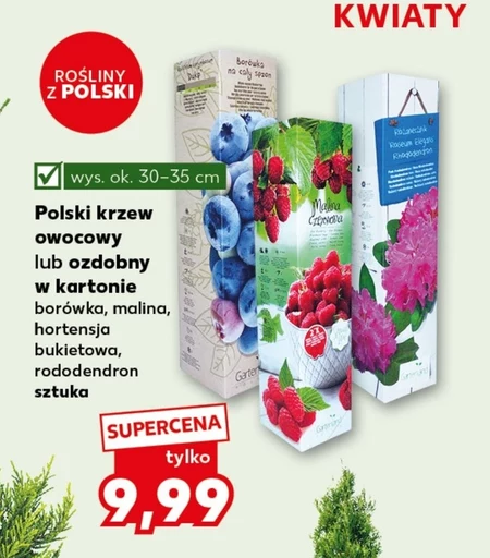 Krzew ozdobny Polski