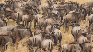 Nowe odkrycie w parku Serengeti. Dokonała go sztuczna inteligencja