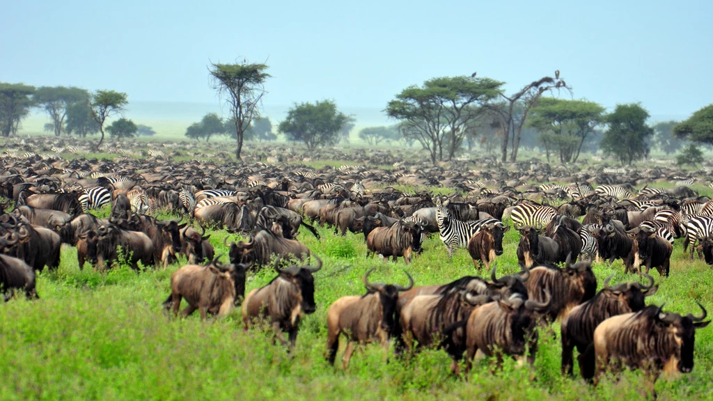 Park Serengeti to ostoja afrykańskiej przyrody Stado gnu i zebr przemierzające zieloną sawannę, w tle rozproszone akacje i rozległy horyzont pod delikatnym, zamglonym niebem.