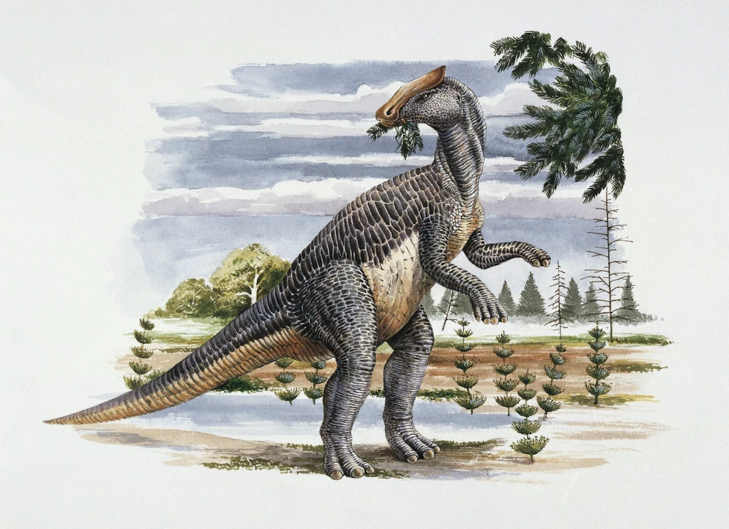 Brachylophosaurus to hadrozaur z epoki kredy Dinozaur z charakterystycznym grzebieniem na głowie, stojący na dwóch nogach i zjadający liście z drzewa w prehistorycznym, leśnym krajobrazie.