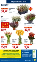 Najświeższe smaki tygodnia - Lidl