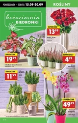 Jesienne smaki za grosze - Biedronka