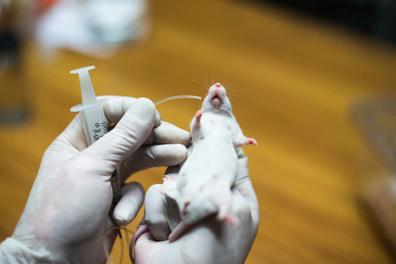 Naukowcy podali myszom lek, który skutecznie zahamował objawy autyzmu Biała mysz laboratoryjna trzymana w lateksowych rękawiczkach, do jej ciała przykłada się strzykawkę z podłączonym wężykiem, wszystko na tle drewnianego blatu.
