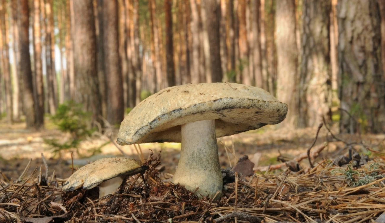 Piaskowiec modrzak - jadalny niebieski grzyb w polskich lasach Piaskowiec modrzak - jadalny niebieski grzyb w polskich lasach