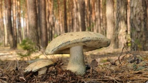 Ten grzyb z zewnątrz wygląda typowo. Zdziwisz się, co ma w środku