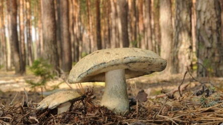 Piaskowiec modrzak - jadalny niebieski grzyb w polskich lasach