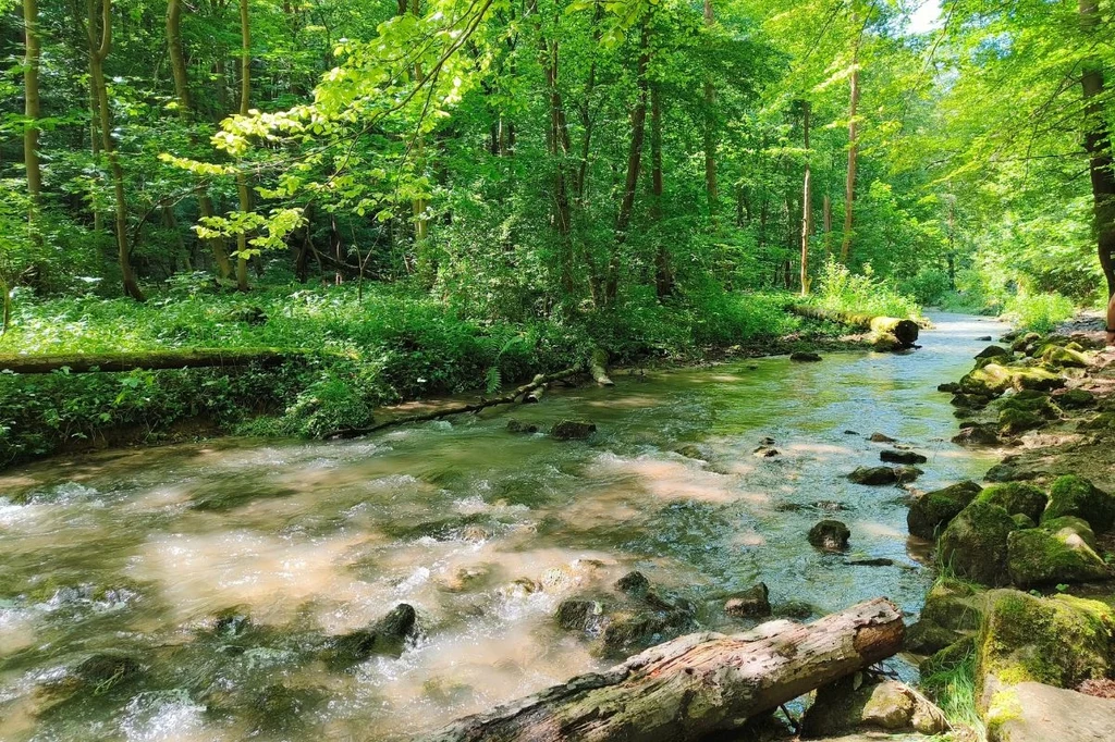 Szeroki potok płynący przez zielony, słoneczny las; woda przepływa pomiędzy kamieniami i powalonymi pniami drzew, tworząc naturalną, spokojną scenerię leśną.