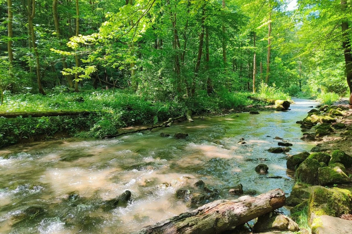 Szeroki potok płynący przez zielony, słoneczny las; woda przepływa pomiędzy kamieniami i powalonymi pniami drzew, tworząc naturalną, spokojną scenerię leśną.