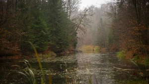 Leśnik z Borów Tucholskich przestrzega przed wypadami do lasów i na wędkowanie. Opowiedział, co mu się przytrafiło (Zdjęcie ilustracyjne)