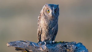 Wyjątkowy gatunek sowy w Polsce. Pierwsza taka obserwacja w historii