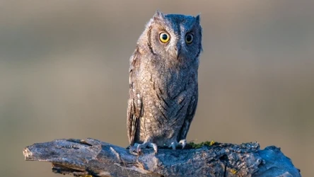 Syczek zwyczajny zadomowił się w Polsce?