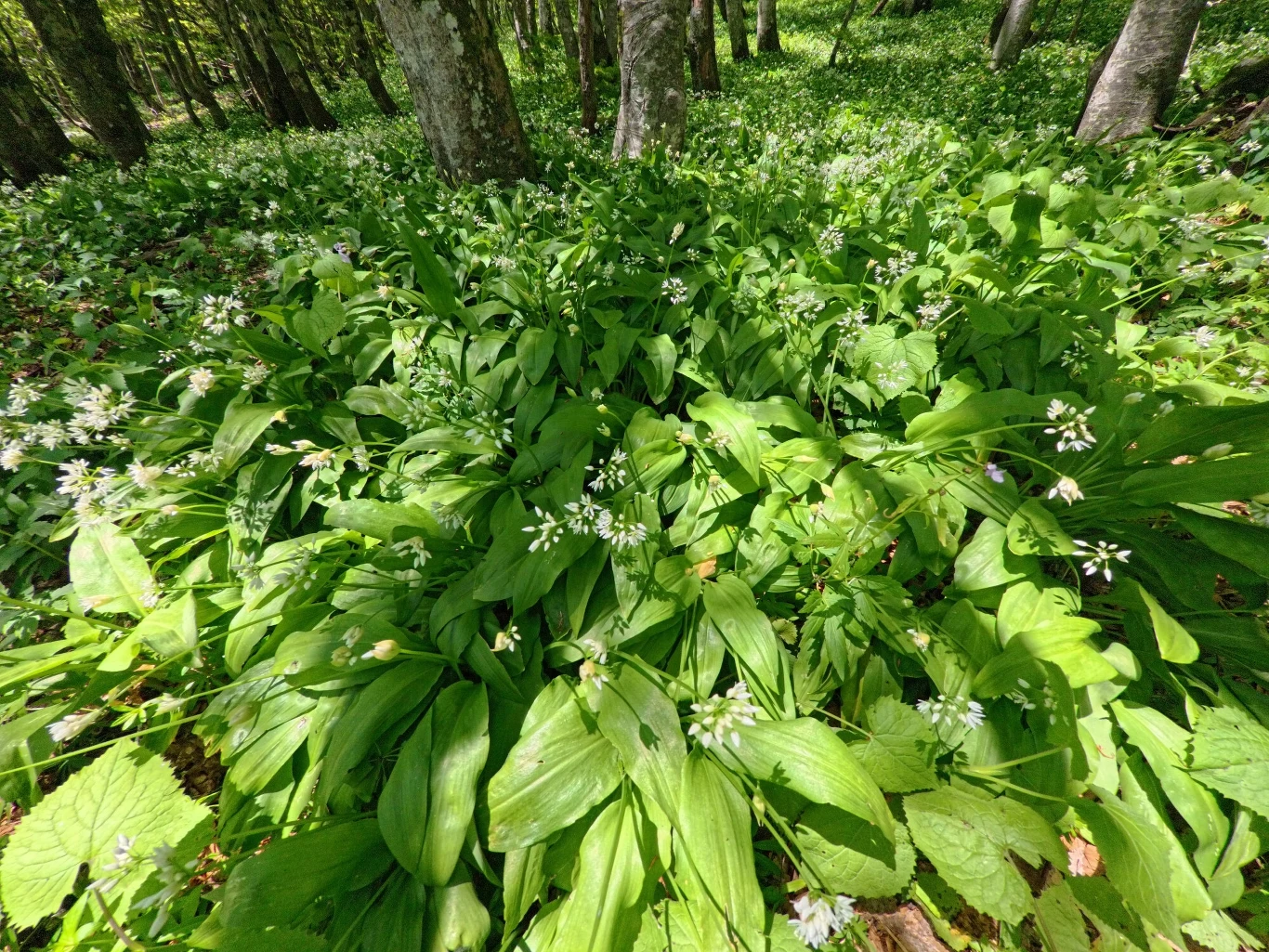 Czosnek niedźwiedzi naturalnie rośnie w lasach. Lubi zacienione, wilgotne stanowiska Kępy zielonych liści czosnku niedźwiedziego pokrywające leśną polanę, przeplatane drobnymi białymi kwiatami w otoczeniu wysokich drzew.