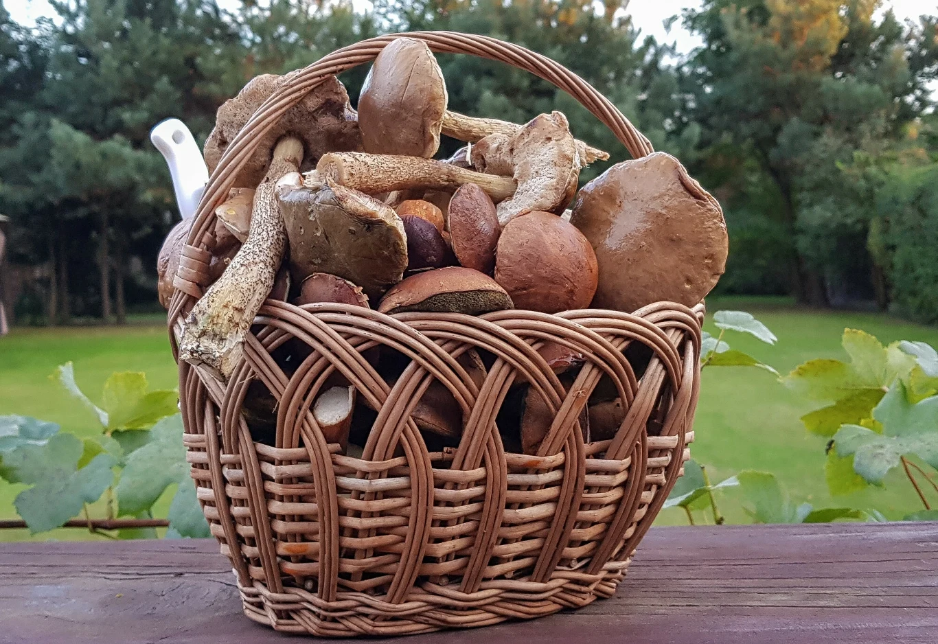 Kosz wiklinowy wypełniony różnymi gatunkami grzybów leśnych ustawiony na drewnianej powierzchni z zielonym ogrodem i drzewami w tle.