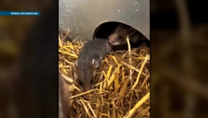 Zagrożone gryzonie się rozmnażają. Każdy taki miot to ogromna szansa 