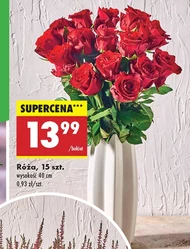 Róża