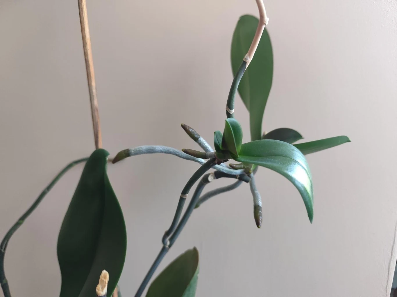 Keiki u storczyków pozwalają na rozmnażanie rośliny 