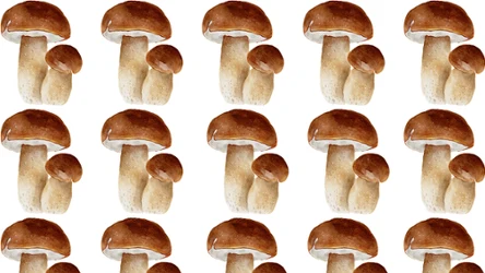 ​Szybki test na spostrzegawczość. Tylko wprawne oko dostrzeże różnicę