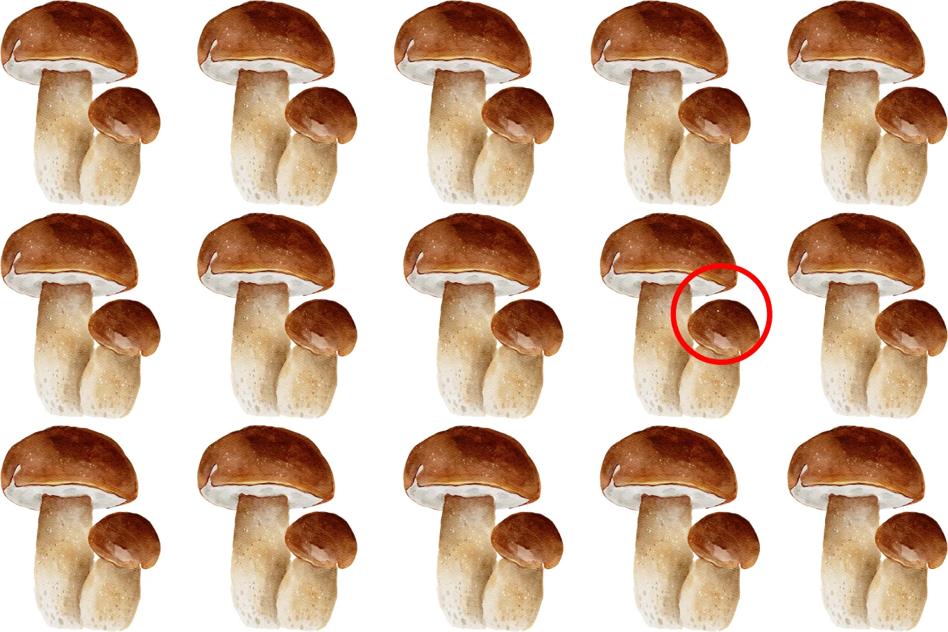 Grzybowy test na spostrzegawczość — rozwiązanie Grzybowy test na spostrzegawczość — rozwiązanie