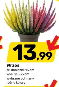 Wrzos