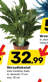 Skrzydłokwiat K!