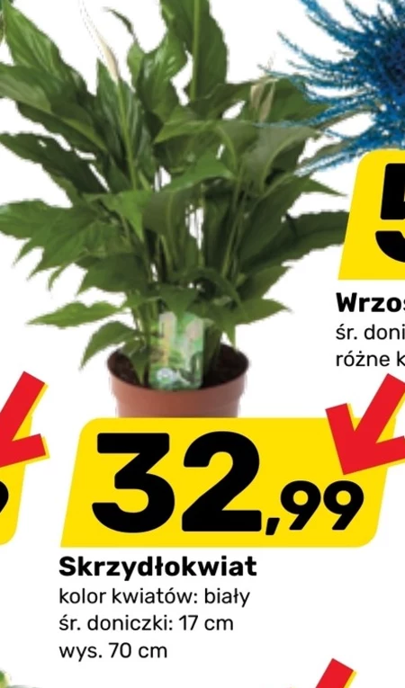 Skrzydłokwiat K!