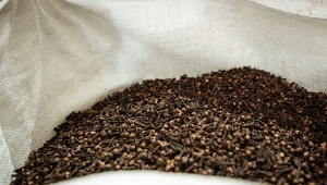 Popularne goździki wycofane z obrotu