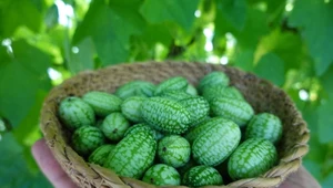 Egzotyczny przysmak z Meksyku. Mysi melon świetny na jelita i odchudzanie