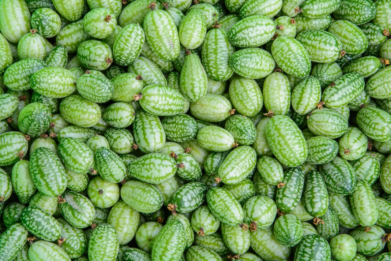 Mysi melon znany także jako ogórek meksykański, cucamelon czy mini-arbuz