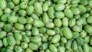 Mysi melon znany także jako ogórek meksykański, cucamelon czy mini-arbuz