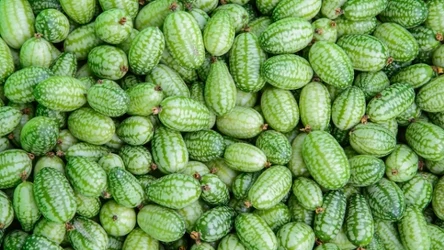 Mysi melon znany także jako ogórek meksykański, cucamelon czy mini-arbuz