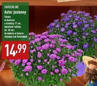Астра Gardenline