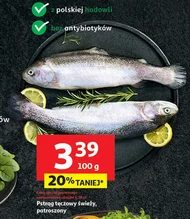 Pstrąg tęczowy O...