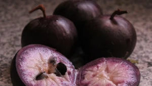 Ma soczysty, fioletowy miąższ. Obniża cukier, pomaga w trawieniu