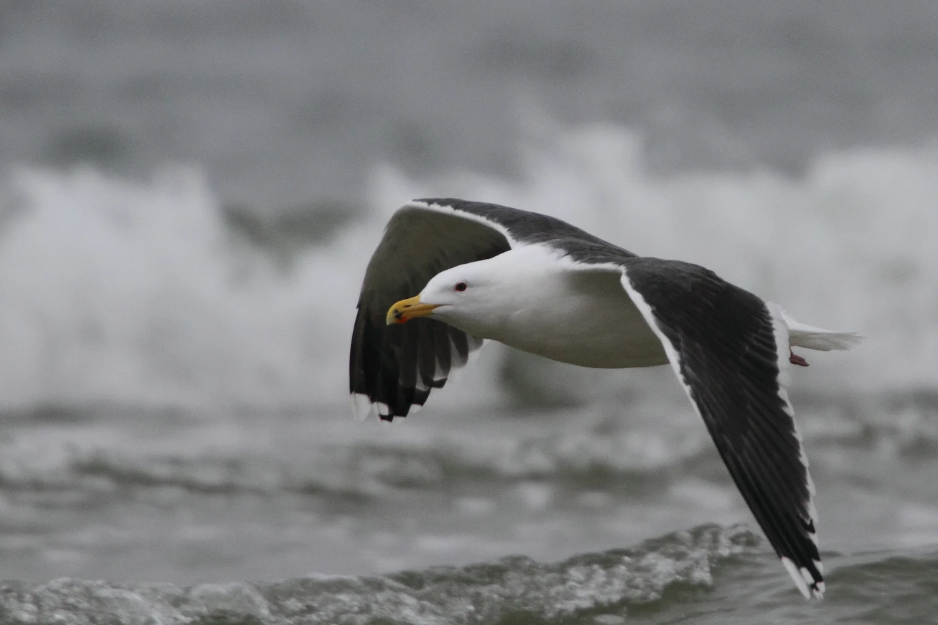 Mewa lecąca nisko nad falującym morzem, rozpostarte skrzydła i dynamiczny ruch w tle podkreślony rozmyciem wody.