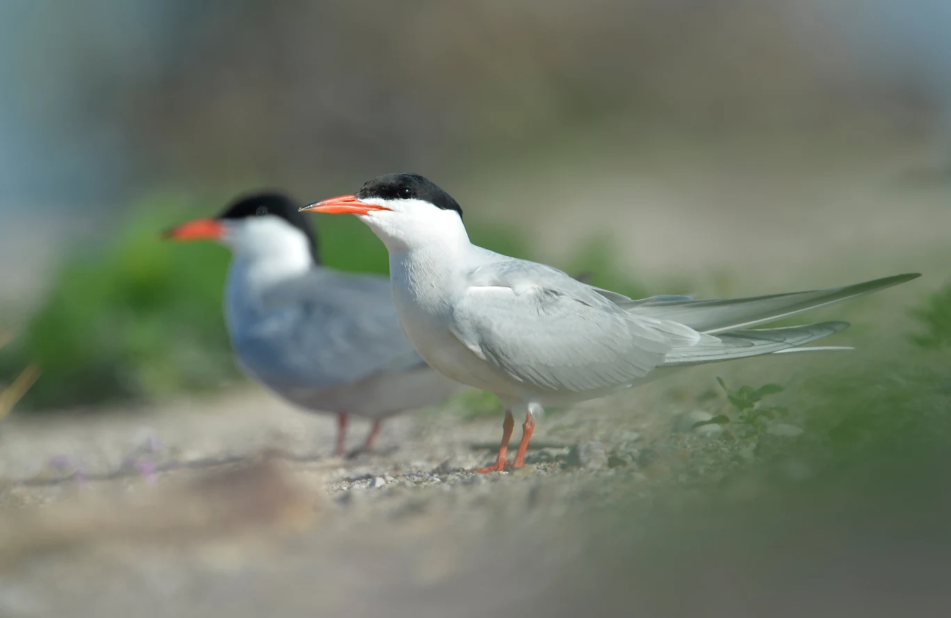 Dwa rybitwy stoją na piaszczystym podłożu, z wyraźnie widocznymi czarnymi czapeczkami na głowie i czerwonymi dziobami, w rozmytym tle niewyraźna roślinność.
