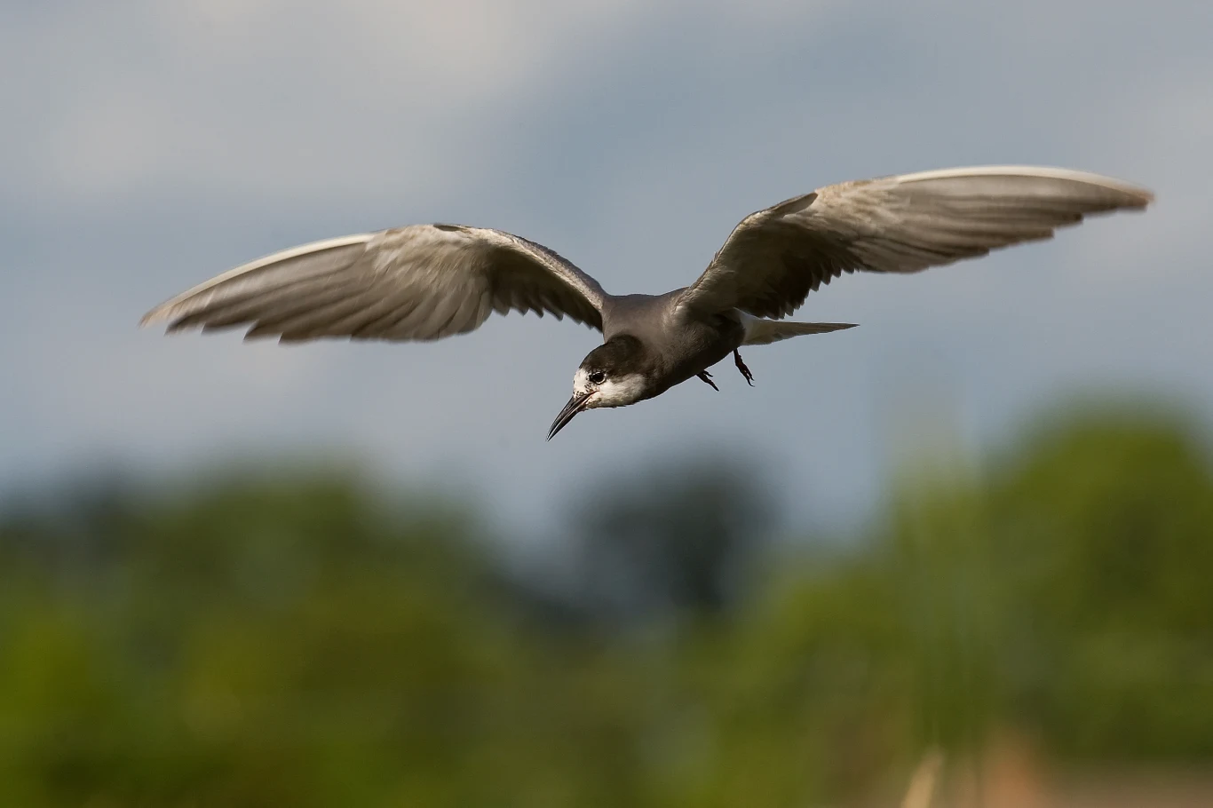 Mewa o ciemnym upierzeniu unosi się w locie na tle rozmytego, zielonego krajobrazu, prezentując szeroko rozpostarte skrzydła i skupiony wzrok.
