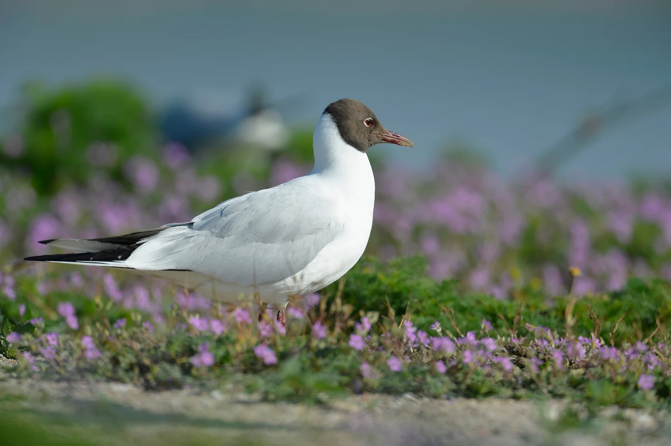 Mewa z ciemnobrązową głową stoi na ziemi porośniętej zielenią i drobnymi fioletowymi kwiatami, w tle rozmazane rośliny i niebieskie niebo.