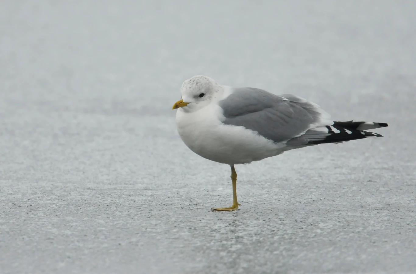 Mewa stojąca na jednej nodze na lodowej powierzchni, o szaro-białym upierzeniu i żółtym dziobie, w tle rozległa, rozmyta tafla lodu.