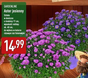 Aster Gardenline niska cena