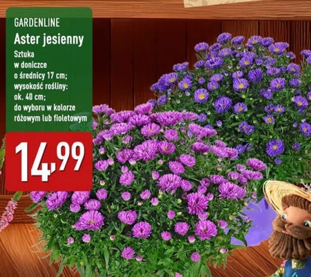 Астра Gardenline