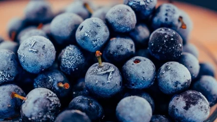 Możliwości kulinarne tarniny są bardzo szerokie. Regularne włączanie jej przetworów do diety na pewno okaże się doskonałą decyzją.